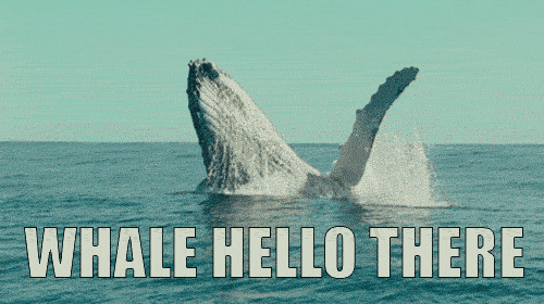 Whale jumping out of the ocean and showing it's fin, the words "Whale hello there" appear on screen