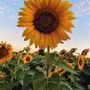 sunflower36002 profile