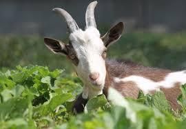 Logan Orozco profile picture
