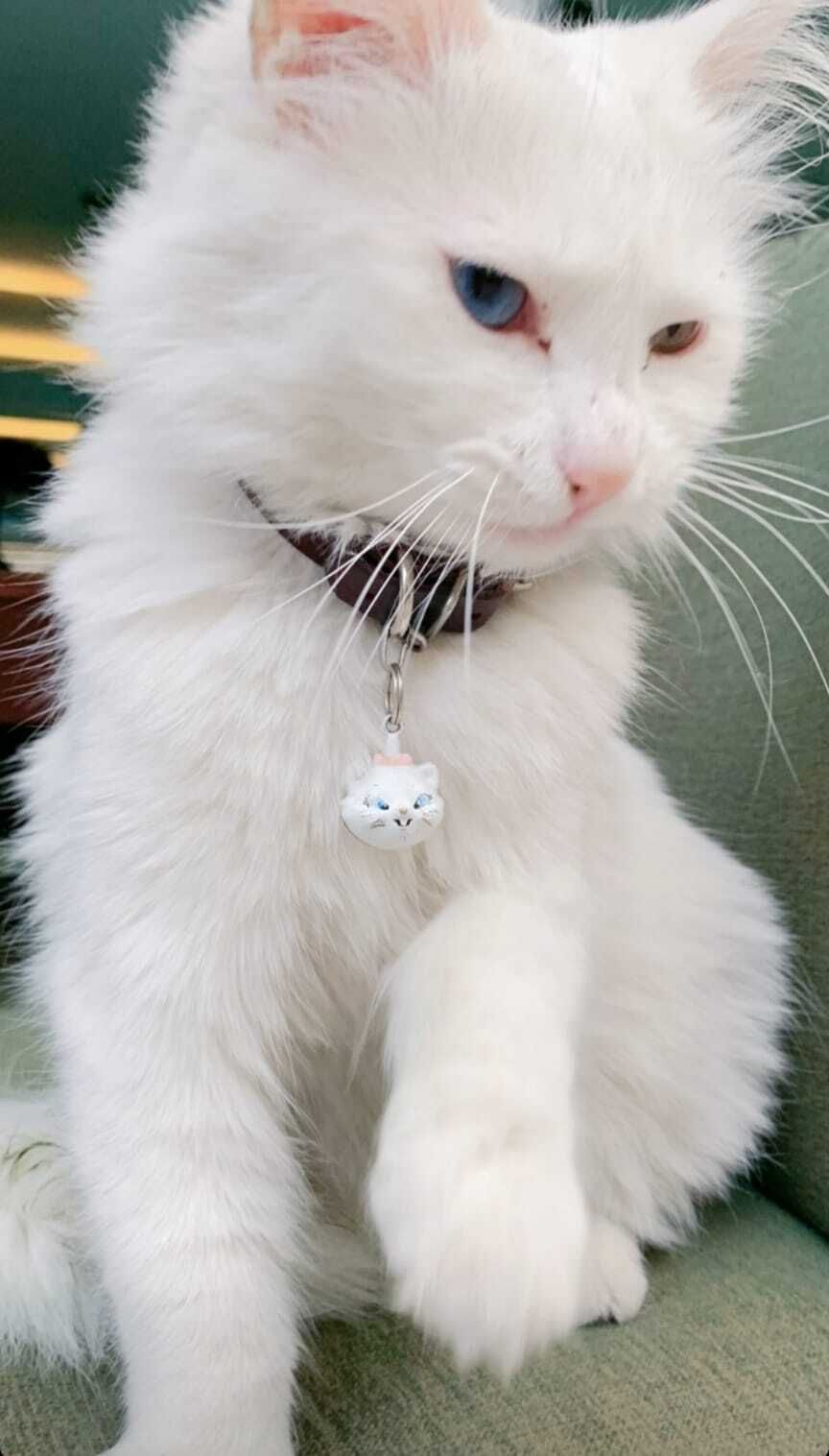 my cat