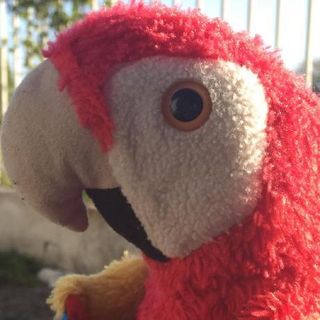 alfredredbird profile picture