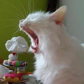 Dokupendium profile picture