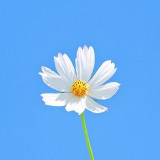 Niranjan Fartare profile picture
