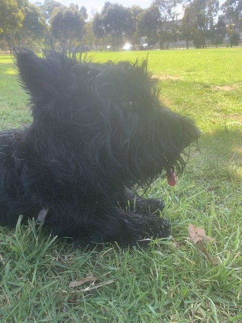 An adorable, young black Scottish Terrier sitting down in a paddock.