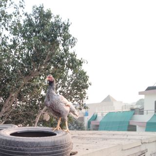 GuruBlorian profile picture
