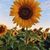 sunflower36002 profile image