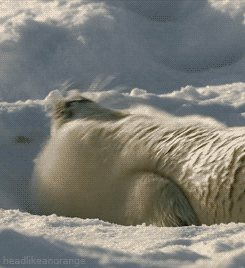 a seal waving gif