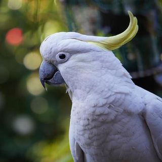 Parrotastic profile picture