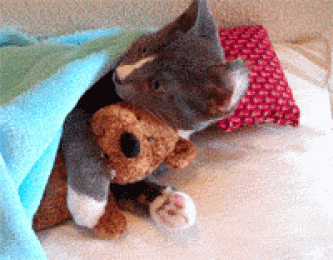 a cat hugging her teddy bear