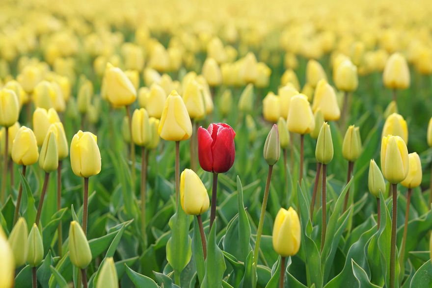 A field full of yellow tulips with a single red tulip focused and centered