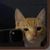 metascifi profile image