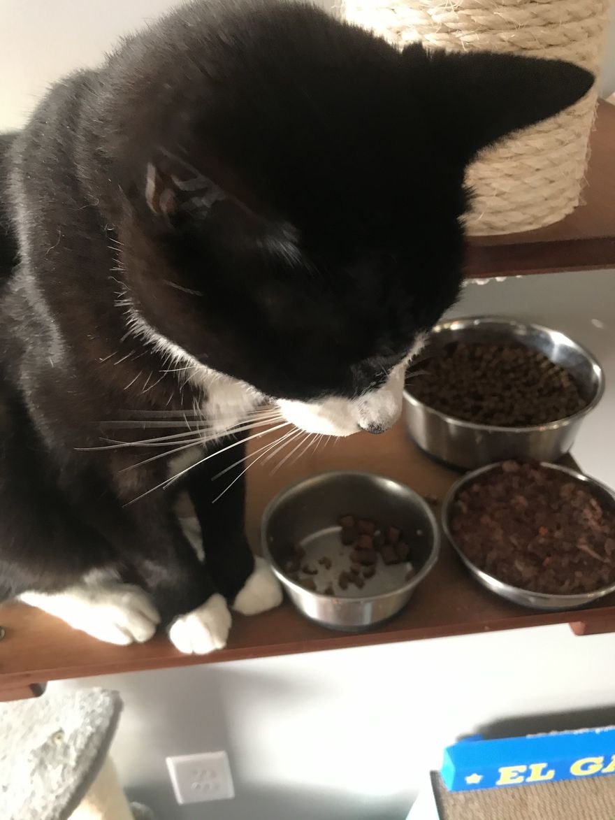 adorable tuxedo cat staring at a bowl with some snack in it, acting like there are absolutely zero snacks in the bowl. just in case you couldn't tell, my cat is a damn liar