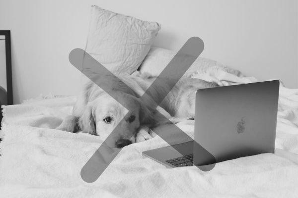 dog watching laptop