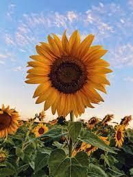 sunflower profile picture