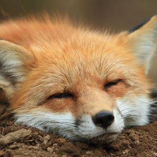 wtfoxe profile picture