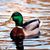 eddiepitts profile image