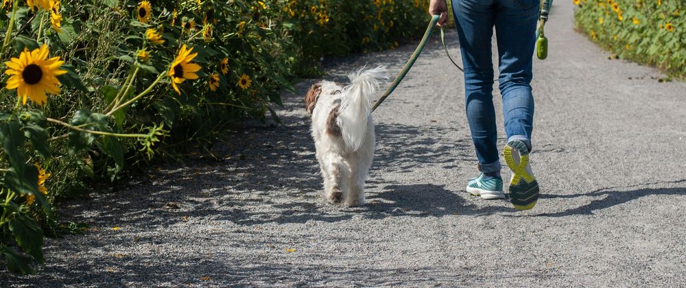 Cover image for Building a Dog Walking App: Lessons From the Trenches