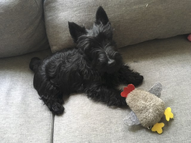 A black Scottish Terrier puppy sitting on a grey couch looking at the camera, with a soft toy chicken.